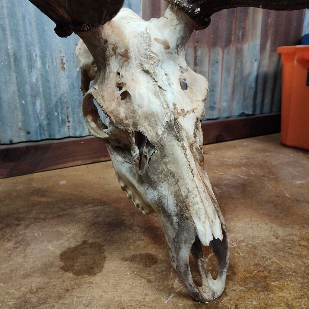 12 point Elk