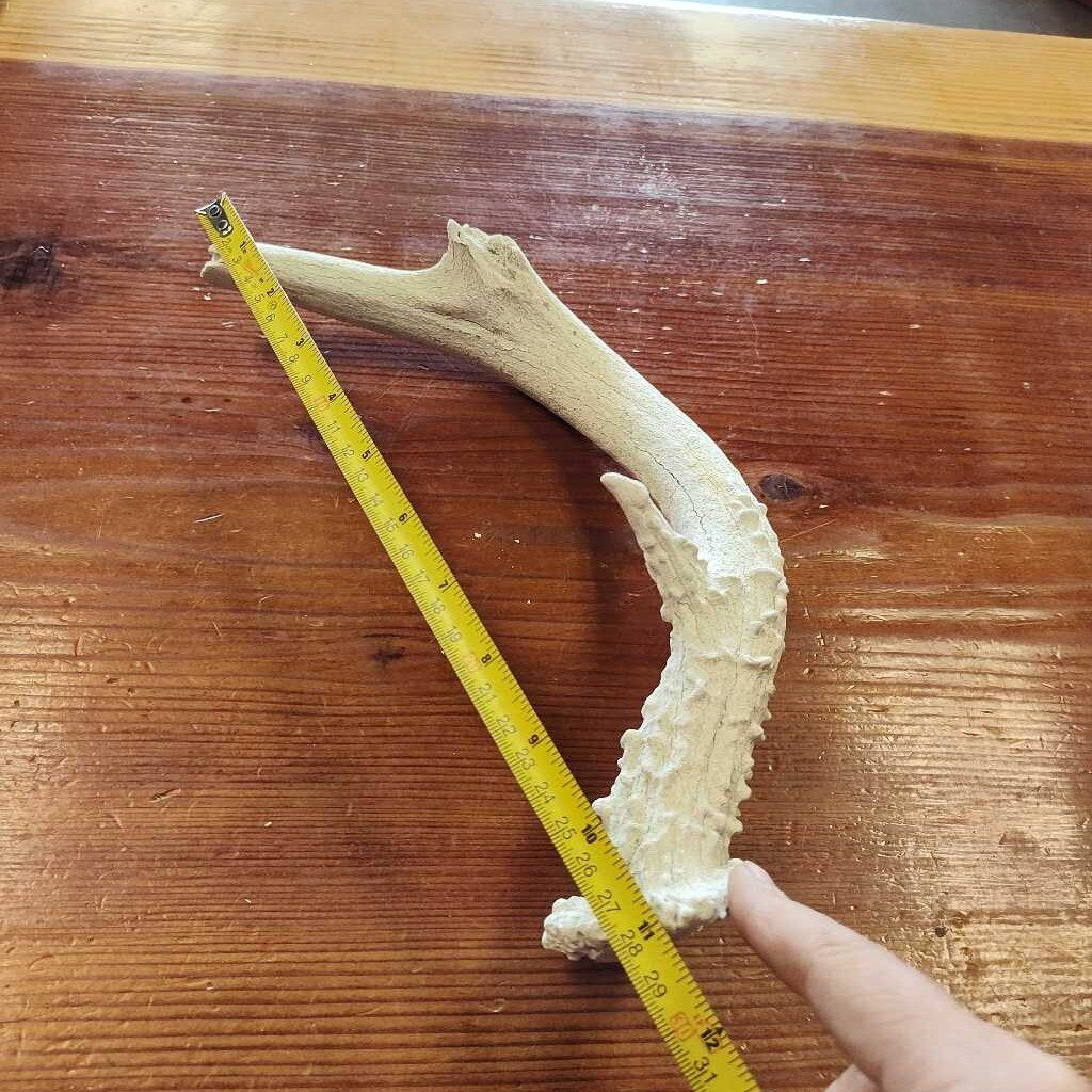 Antler