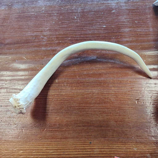 Deer Antlers
