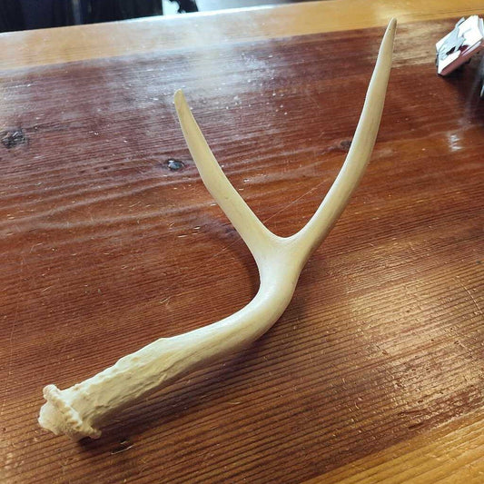 Deer Antlers