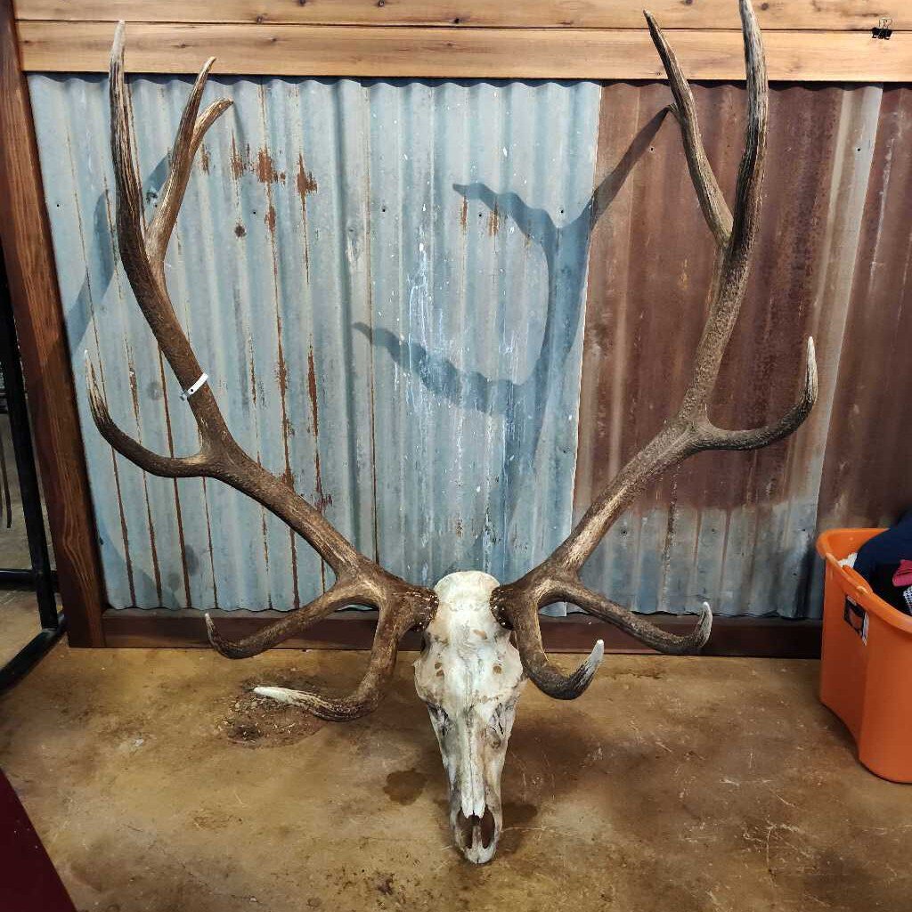 12 point Elk