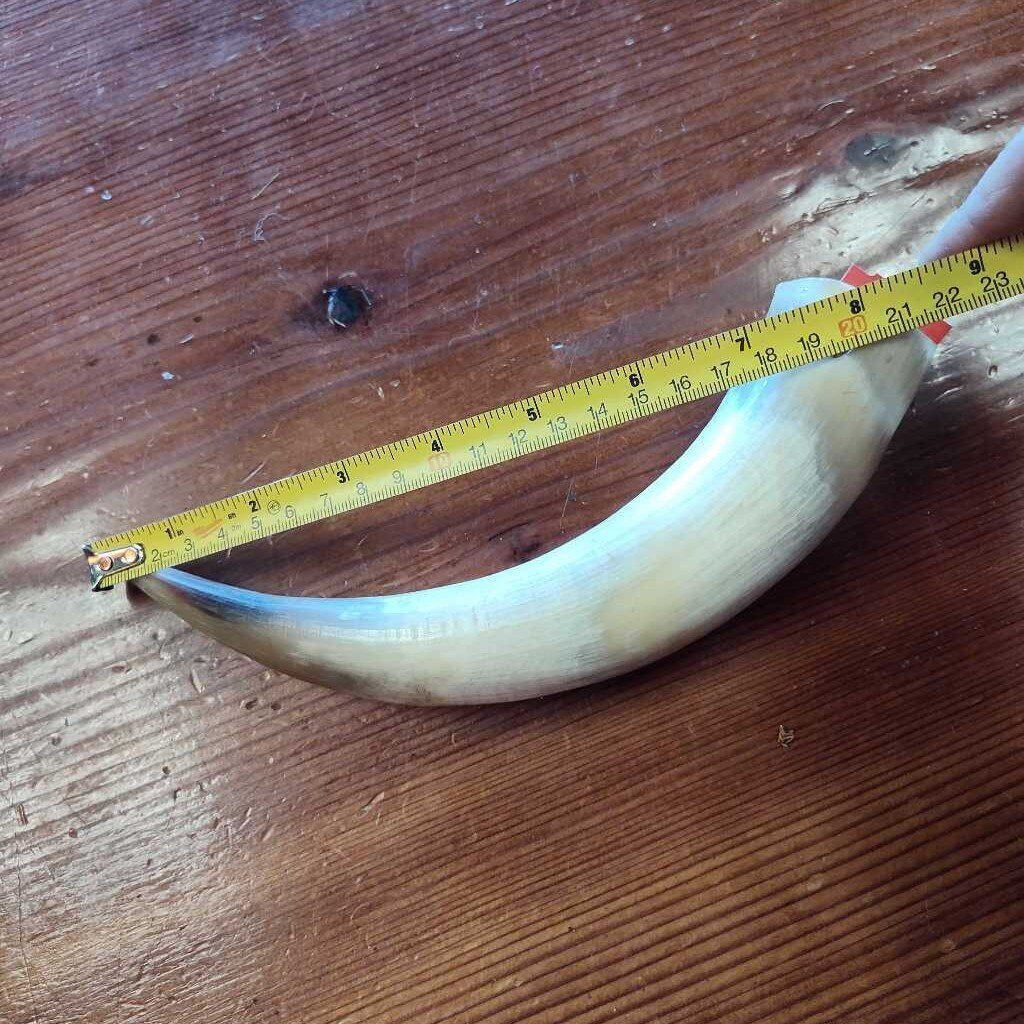 Cow horn