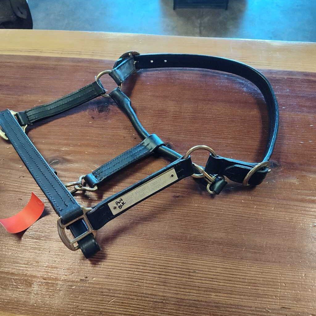 Champion show halter