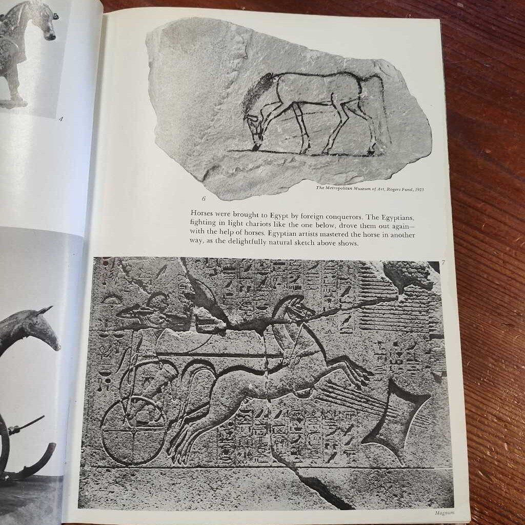 All about Horses