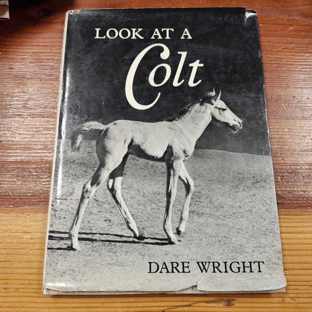 Look at a colt