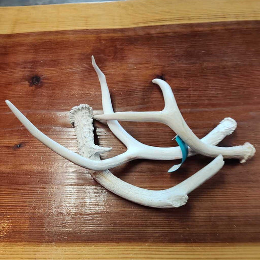 Antlers (3)
