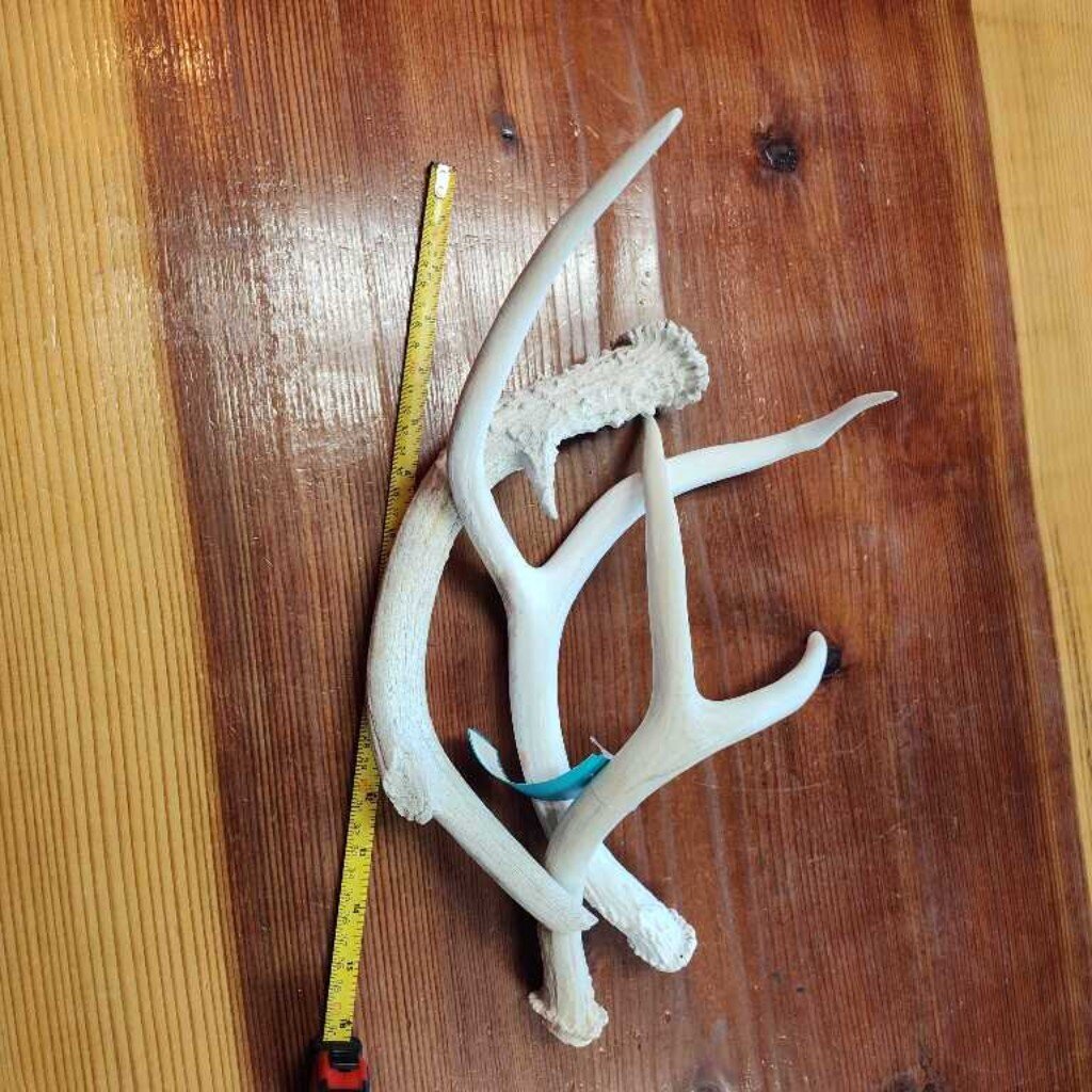 Antlers (3)